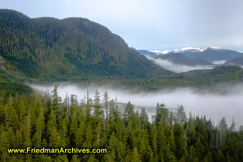 forest,trees,nature,moisture,clouds,floating,smoke,snow,mountains,landscape,